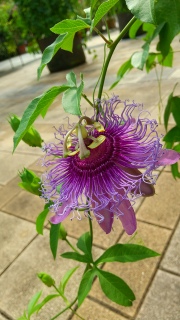 ꂵȂ̂ǂ